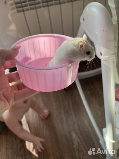 Хомяк с клеткой