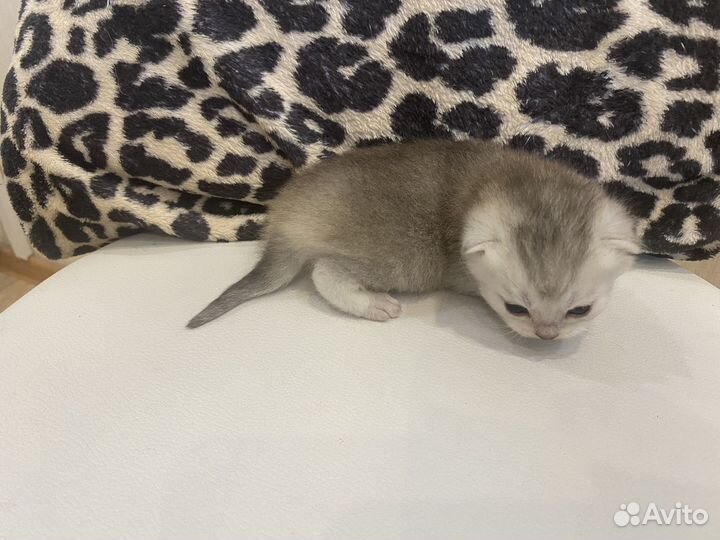 Британские котята