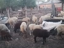Овцы/ягнята /бараны /матки