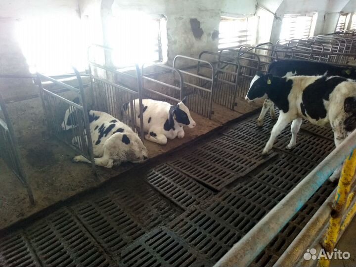 Бычки на откорм