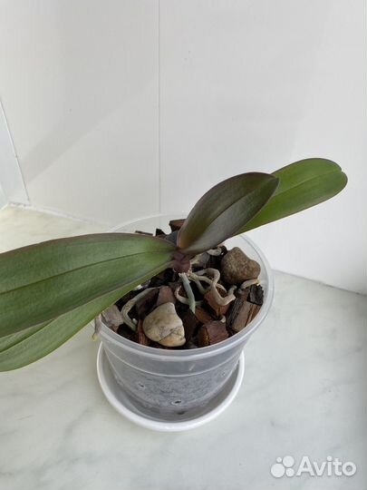 Орхидеи фаленопсис