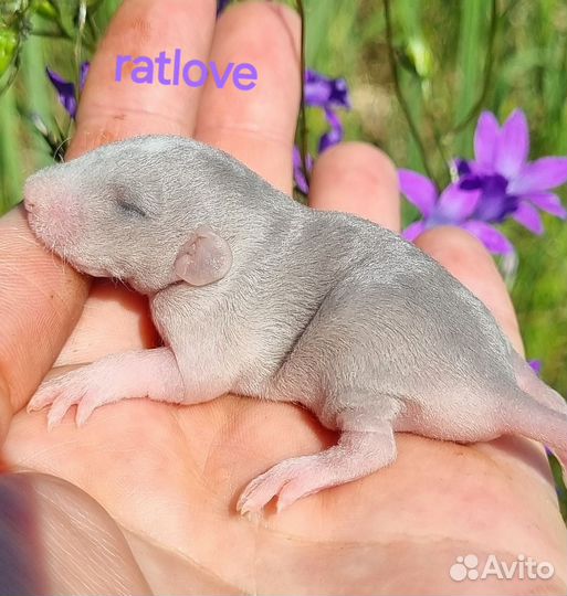 Крысята дамбо серебро рекс