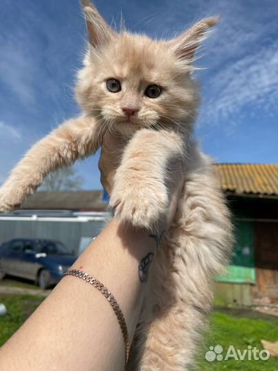 Котята мейн-кун из питомника