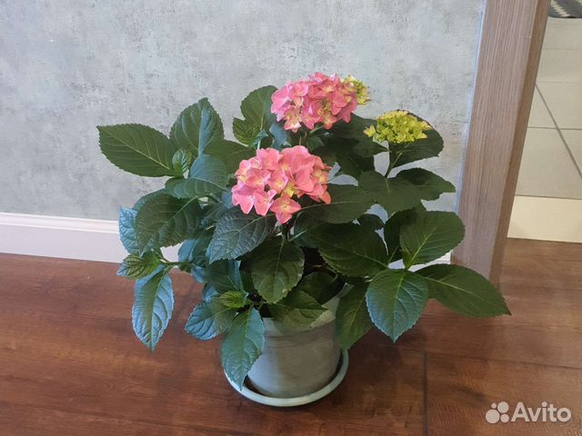 Гортензия крупнолистная саженцы купить в Туле | Товары для дома и дачи ...