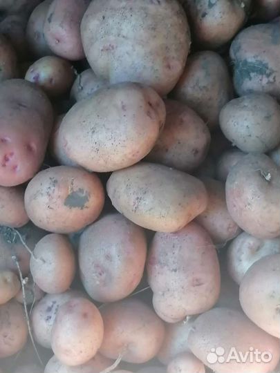 Продам картофель