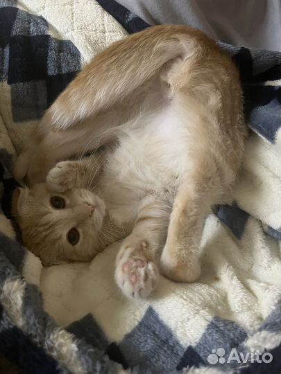 Отдам котенка