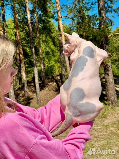 Доминантная программа синих глаз