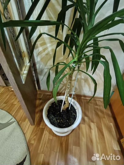 Пальма юкка