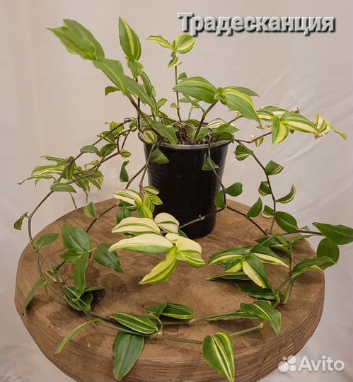 Продам цветы комнатные