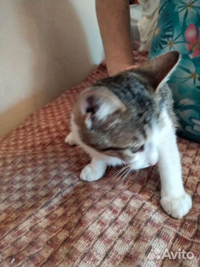 Котенок в добрые руки