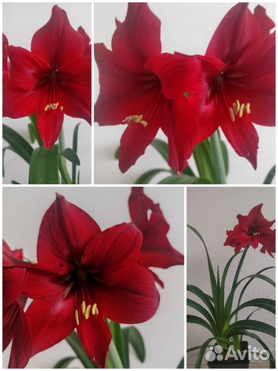 Гиппеаструм