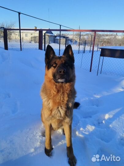 Вязка немецкая овчарка