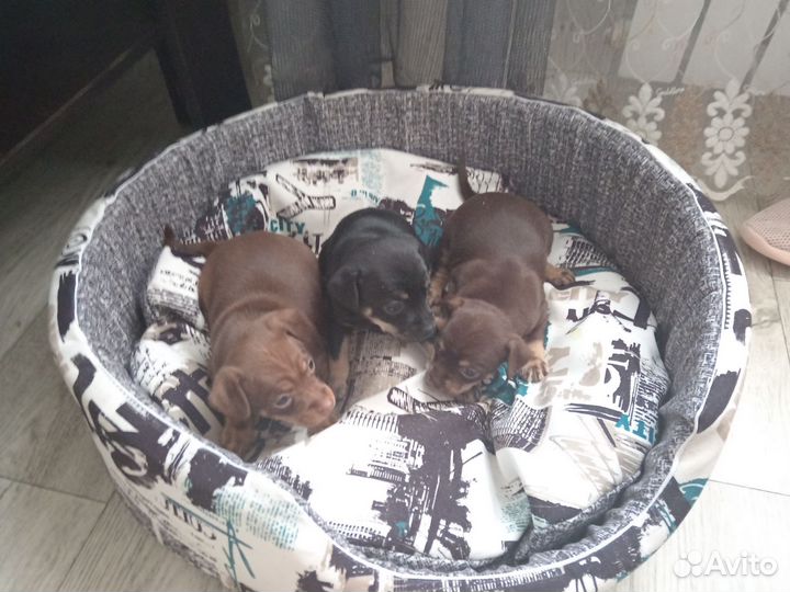 Той-терьер щенки