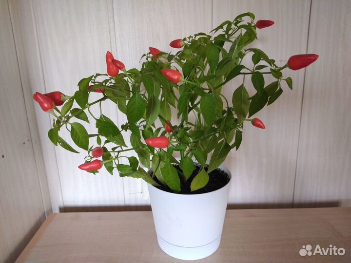 Рассада острого переца