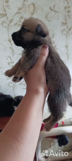 Маленькие собаки