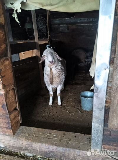 Курдючные бараны