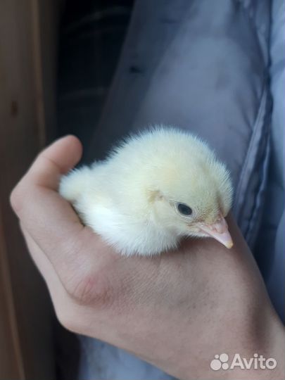 Цыплята бройлеры кобб 500