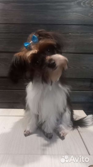 Мини девочка