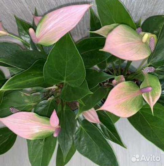 Антуриум нано свит