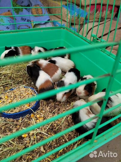 Морские свинки джунгарики сирийцы Дамбо и Дэгу