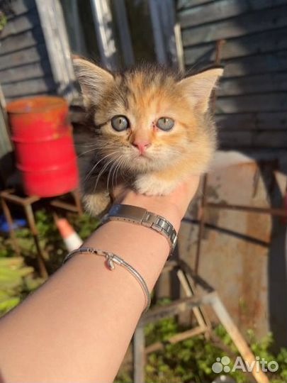 Котенок девочка в добрые руки