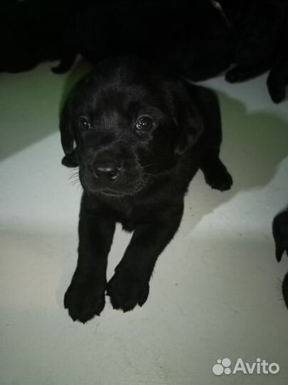 Щенки лабрадора