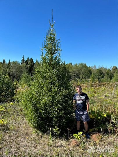 Живые елки и сосны 1-6 м + доставкa 175*5432