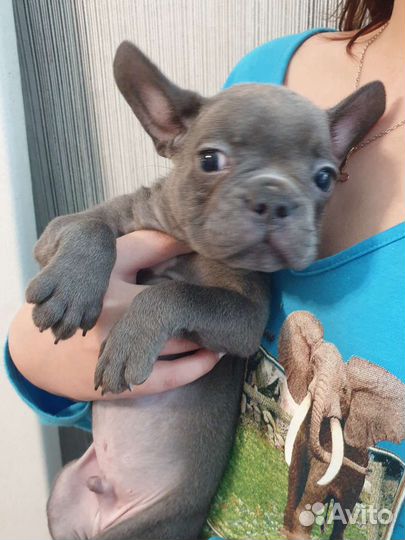 Французский бульдог, голубая девочка