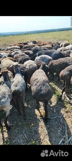 Продам баранов курдючных