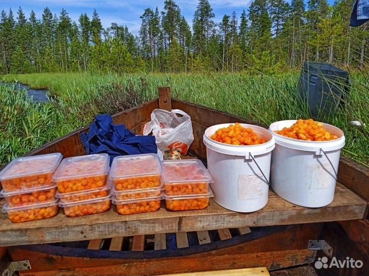 Морошка