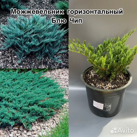 Можжевельник