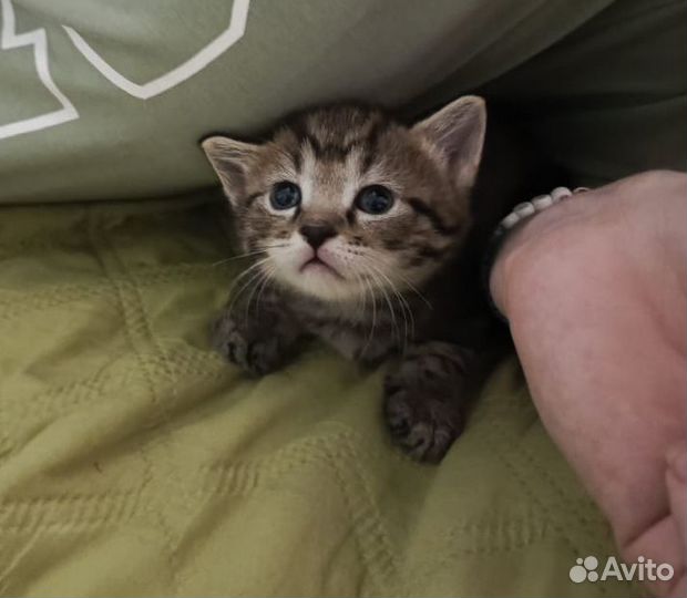 Британчики