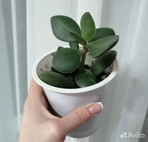 Комнатные цветы