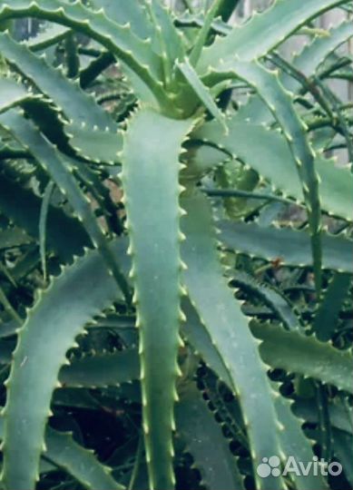 Каланхоэ лечебный,Золотой ус,Алоэ лечебный