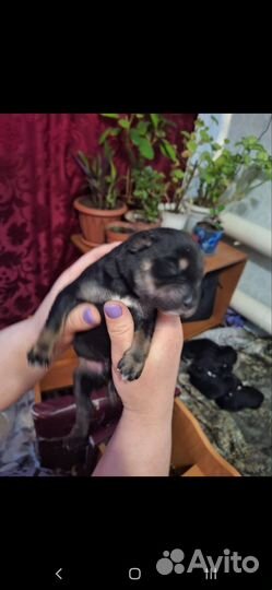 Щенки лабрадора