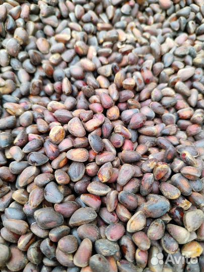 Орех кедровый