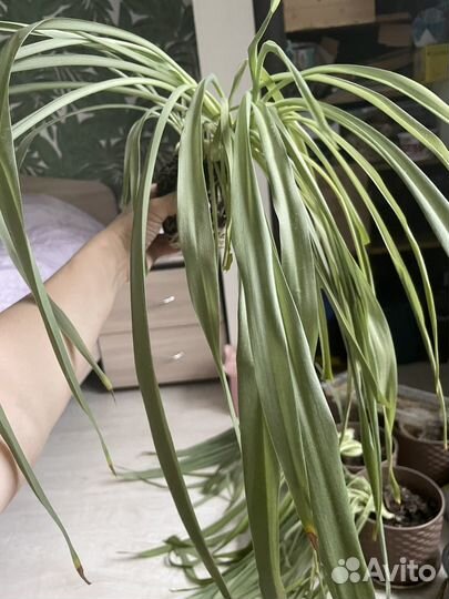 Хлорофитум