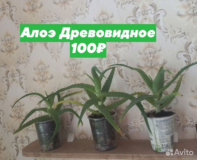 Комнатные растения