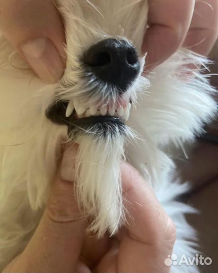 Мальтезе мини девочка