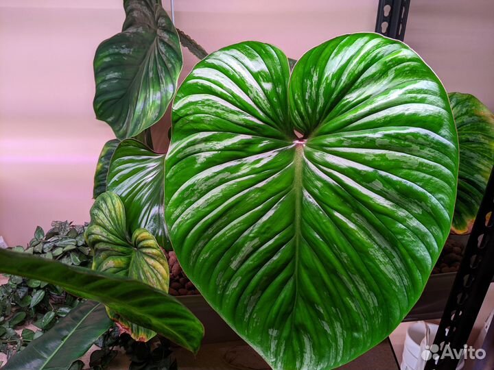 Эпипремнумы, филодендроны и другие растения