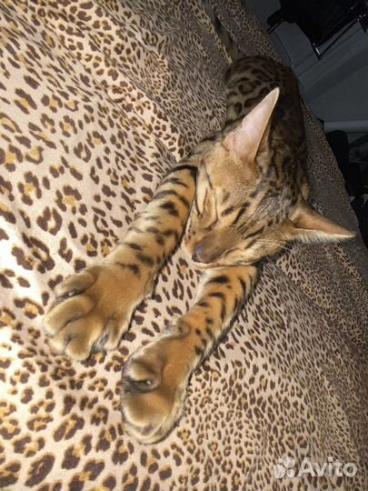 Вязка Бенгальский кот
