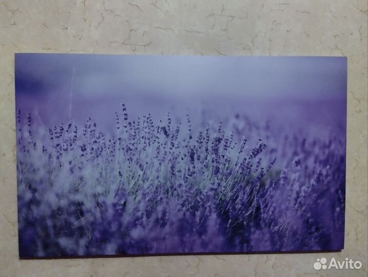 Большая картина Лаванда 60:100