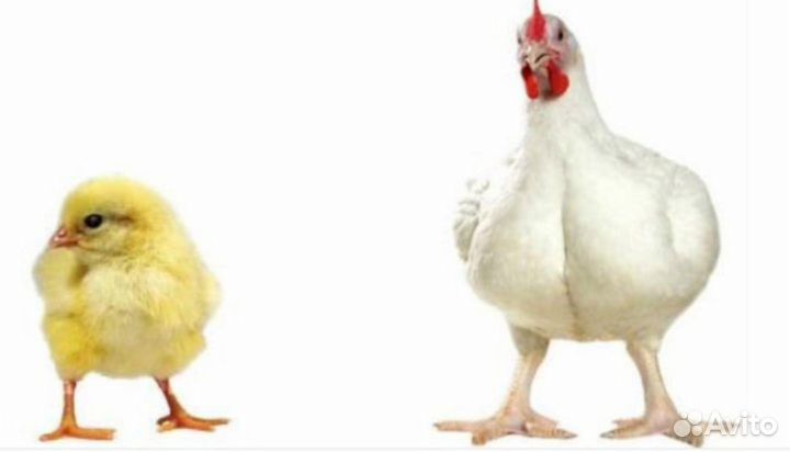 Цыплята бройлеров