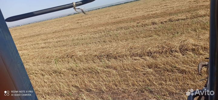 Солома Пшеничная Зеленкой