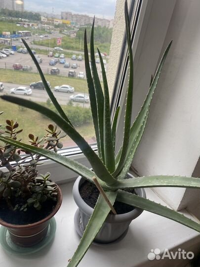 Алоэ вера растение