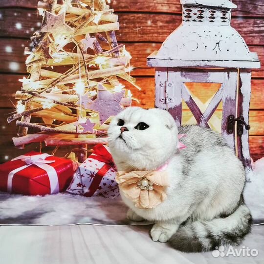 Стрижка собак и кошек. М Гражданский протест