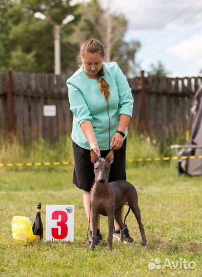 Профессиональный хендлер г. Владимир