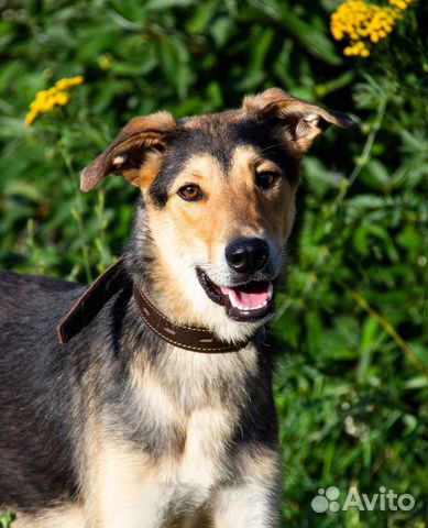 Собака в добрые руки