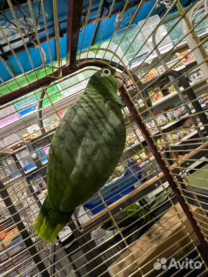 Попугай Амазон