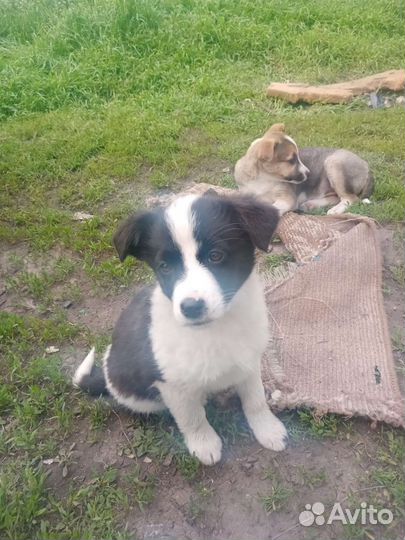 Собака в добрые руки щенок